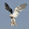 White-tailed Kite